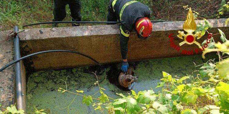 Cane in difficoltà a Scano di Montiferro, sul posto i vigili del fuoco