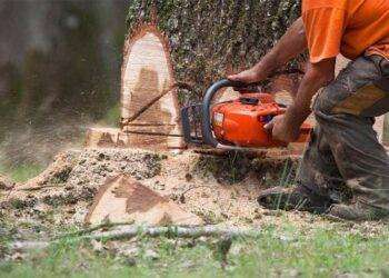 Cagliari, abbattimento e capitozzatura di alberi in città: il Comune prosegue la strage