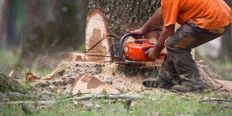 Cagliari, abbattimento e capitozzatura di alberi in città: il Comune prosegue la strage