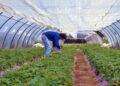 Agricoltura, Satta al convegno di Confagricoltura a Roma “Fondamentale colmare la carenza di personale”