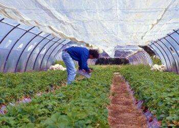 Agricoltura, Satta al convegno di Confagricoltura a Roma “Fondamentale colmare la carenza di personale”