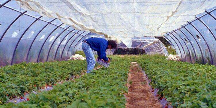 Agricoltura, Satta al convegno di Confagricoltura a Roma “Fondamentale colmare la carenza di personale”
