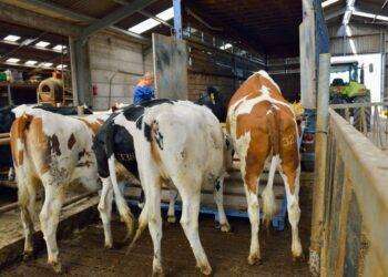 Trasporto animali vivi e scarti di lavorazione, l’assessore Moro convoca le compagnie di navigazione: “Una nave in più e soluzioni per ridurre al minimo i disagi”