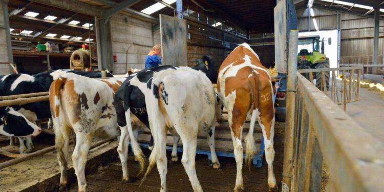 Trasporto animali vivi e scarti di lavorazione, l’assessore Moro convoca le compagnie di navigazione: “Una nave in più e soluzioni per ridurre al minimo i disagi”