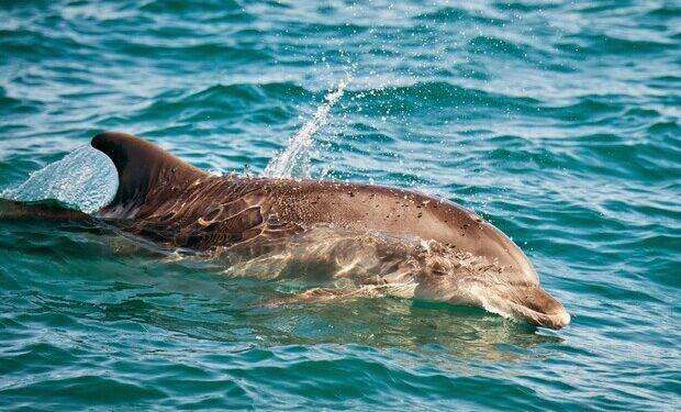 Balene e capodogli popolano il mare del nord Sardegna
