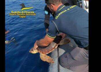 Liberata in mare a Pula una tartaruga marina Caretta Caretta