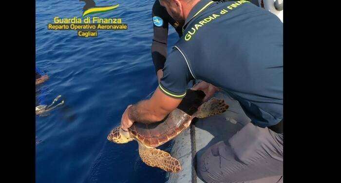 Liberata in mare a Pula una tartaruga marina Caretta Caretta
