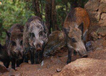 Foraggiamento artificiale di selvatici, denunciato 39enne