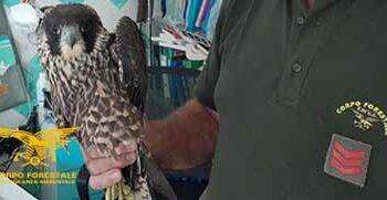 Morgongiori, salvato un falco pellegrino