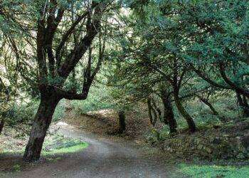 Caccia, collaborazione Regione-Enci. Assessore Porcu: “Per la prima volta, conduttori e cani abilitati affiancheranno Forestas e Corpo Forestale nei censimenti estivi su specie selvatiche”