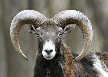 Animalisti denunciano, ‘mufloni aggrediti dai cani a Golfo Aranci’