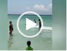 Orso nero avvistato mentre nuotava in una spiaggia affollata della Florida