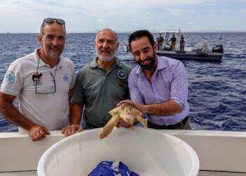 Parco dell’Asinara, liberata una tartaruga. Assessore Porcu: “Prosegue l’attività di protezione e salvaguardia delle Caretta caretta”