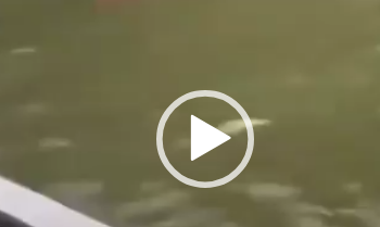 Florida, pescatore mette la mano in acqua: lo squalo lo attacca e lo butta giù dalla barca