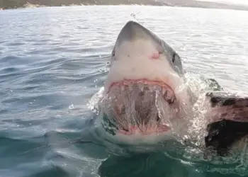 Il grande squalo bianco ruba l’esca da una barca: immagini spettacolari
