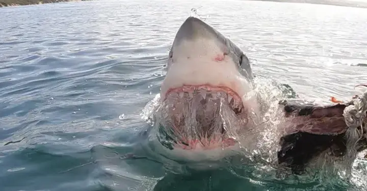 Il grande squalo bianco ruba l’esca da una barca: immagini spettacolari