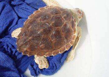 Ambiente, venerdì 30 al Poetto verrà liberata una tartaruga Caretta caretta