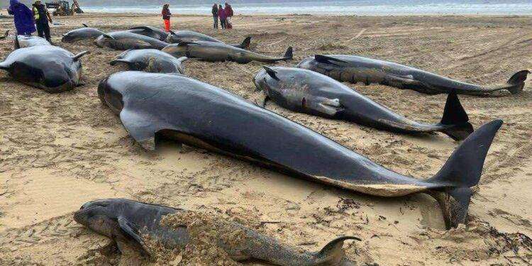 Più di 50 balene sono morte arenate su una spiaggia della Scozia