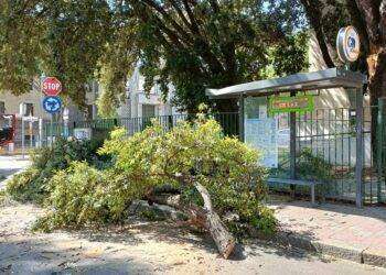 Paura a Cagliari, crolla ramo sulla pensilina del Ctm