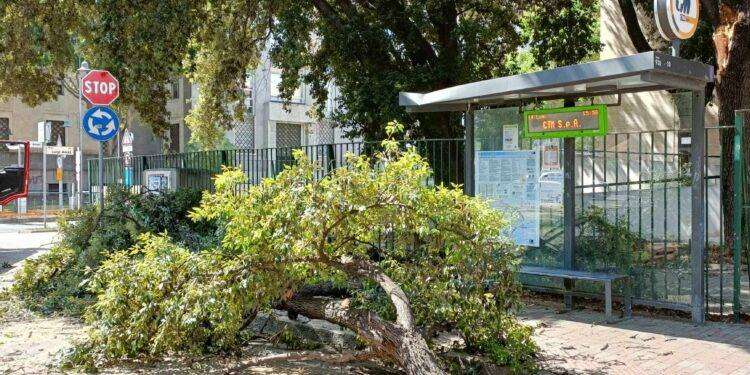 Paura a Cagliari, crolla ramo sulla pensilina del Ctm