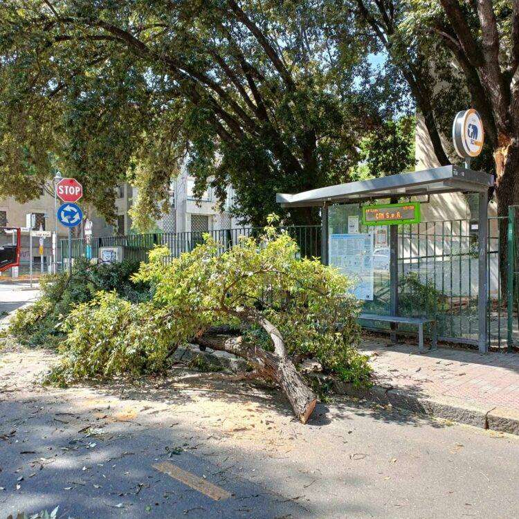 Paura a Cagliari, crolla ramo sulla pensilina del Ctm