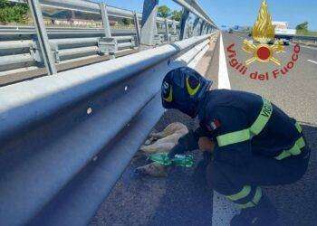 Cane investito sulla 131 salvato dai Vigili del fuoco