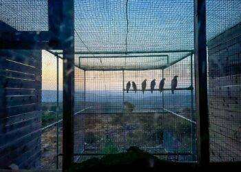 Sei aquile di Bonelli liberate a Bosa