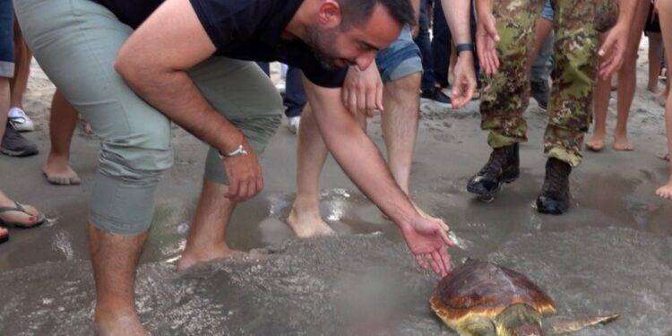 Ambiente, liberata al Poetto una caretta caretta