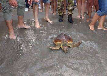 Ambiente, liberata al Poetto una caretta caretta