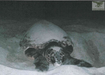 San Teodoro. Caretta caretta depone le uova nella spiaggia di Lu Impostu