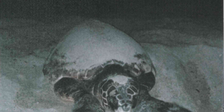 San Teodoro. Caretta caretta depone le uova nella spiaggia di Lu Impostu