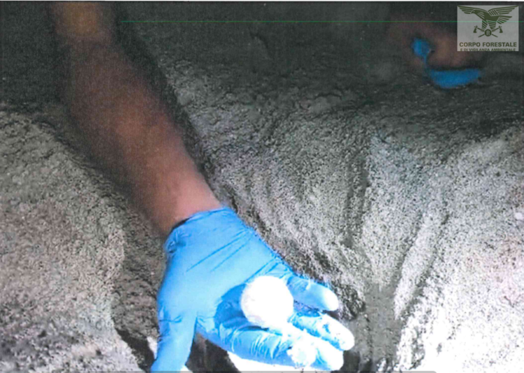 San Teodoro. Caretta caretta depone le uova nella spiaggia di Lu Impostu