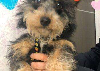 In vacanza con cani e gatti, tutto quello che c’è da sapere in 10 punti