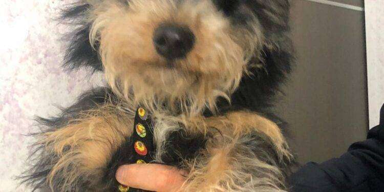 In vacanza con cani e gatti, tutto quello che c’è da sapere in 10 punti