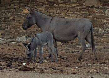 A Ollolai la 20/a edizione del palio degli asinelli