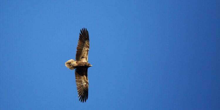 Avvoltoio a rischio estinzione torna a volare in Sardegna