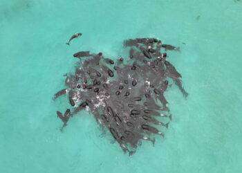 Australia: morti 50 dei cetacei arenati, soccorsi per altri 45