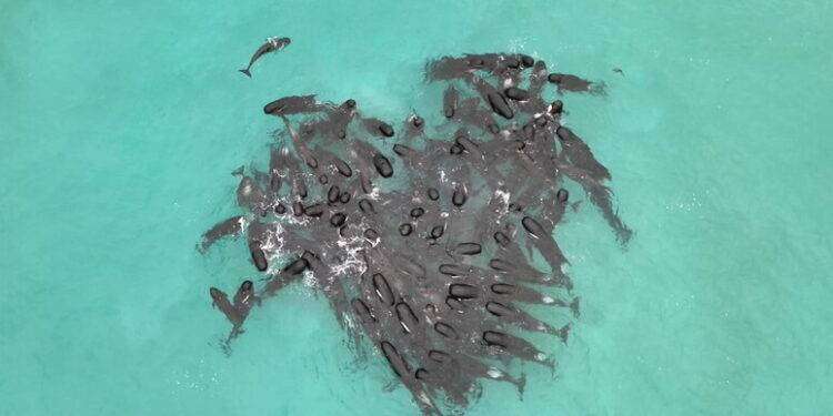 Australia: morti 50 dei cetacei arenati, soccorsi per altri 45