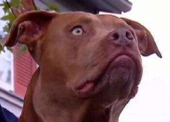 Lite per il cane: sfregia volto di una ragazza con un cacciavite