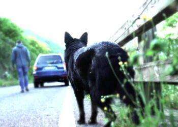 Fino alla revoca della patente per chi abbandona gli animali