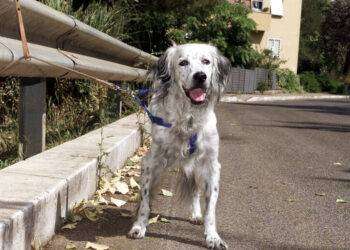 Legambiente, ‘in Italia 2 milioni di cani non registrati’