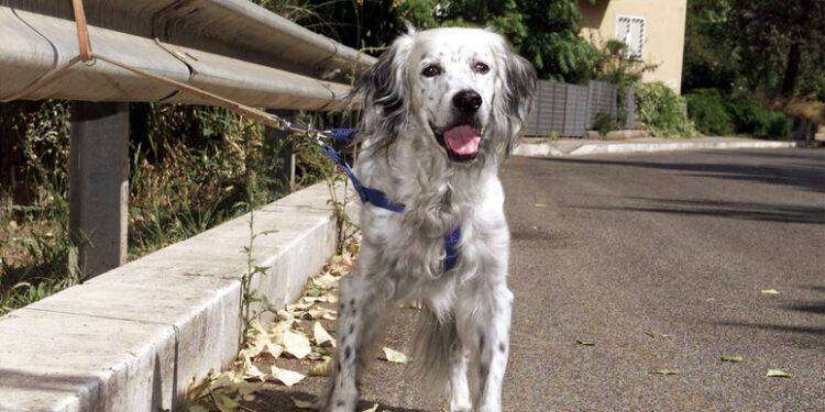 Legambiente, ‘in Italia 2 milioni di cani non registrati’