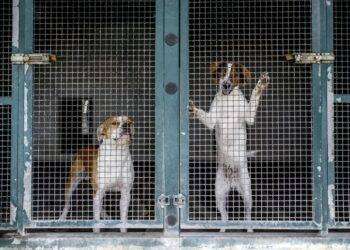 Legambiente, 71mila cani abbandonati nel 2022