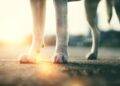 Cani e asfalto bollente non vanno d’accordo: come proteggere i nostri animali