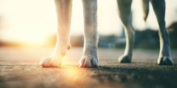 Cani e asfalto bollente non vanno d’accordo: come proteggere i nostri animali