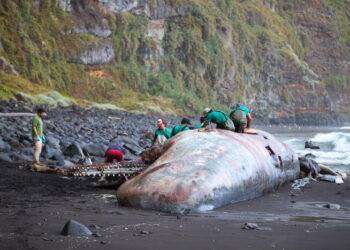 Capodoglio spiaggiato alle Canarie, aveva un tesoro nel ventre