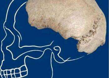 Trovato nel fiume Po il cranio di un homo sapiens