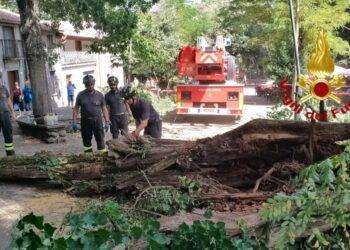 San Leonardo, albero pericolante abbattuto dai Vigili del Fuoco