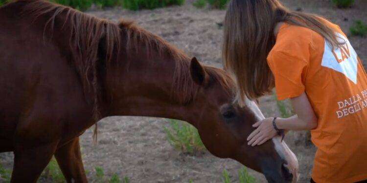 Al via l’Ardia di Sedilo, Lav: “Manifestazione di incidenti e morte per i cavalli”
