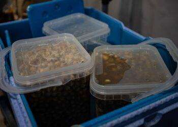 A Sassari con la ‘ciogghitta d’oro’ protagonista è la lumaca